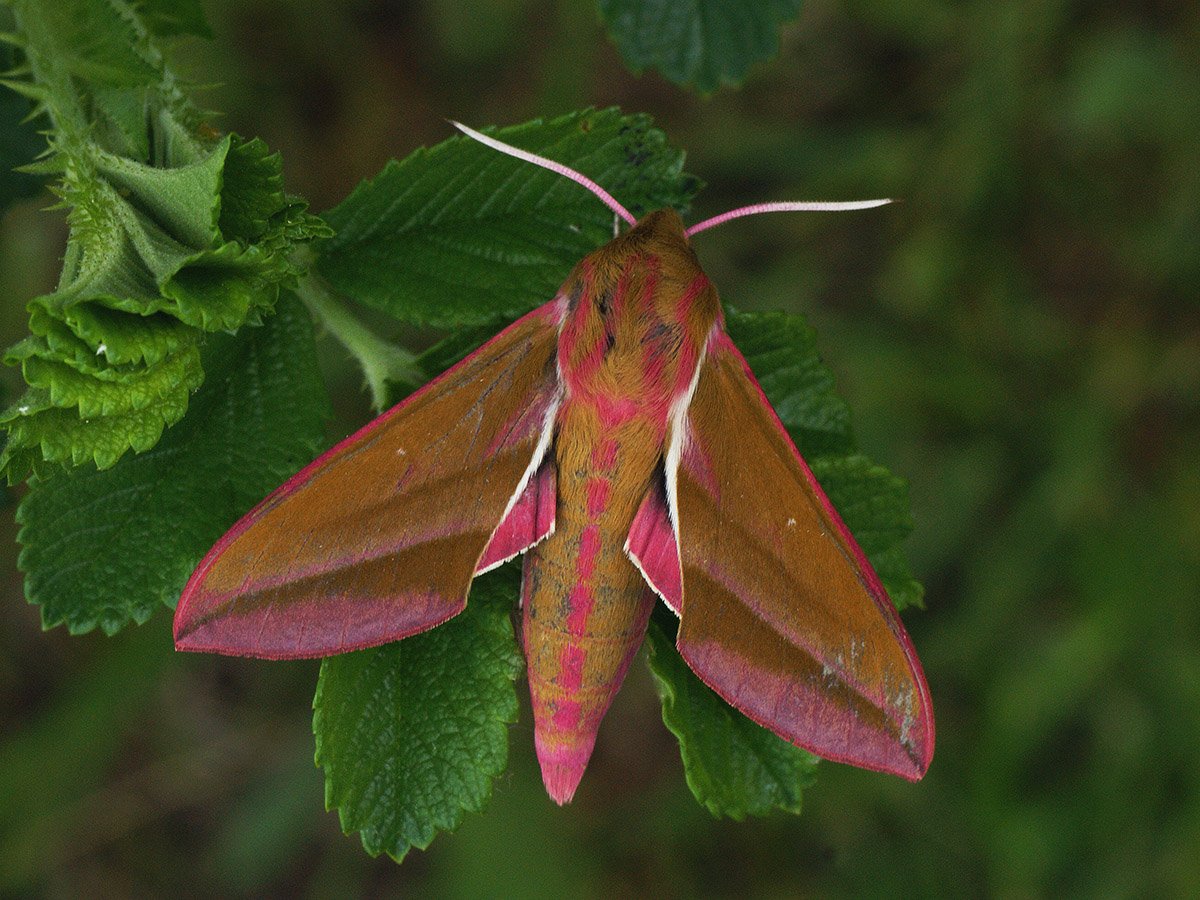 Бражник-поросенок (Deilephila elpenor)