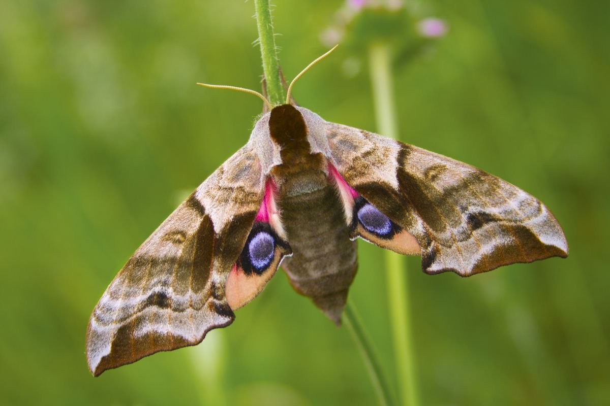 Бабочка Бражник Эльпенор