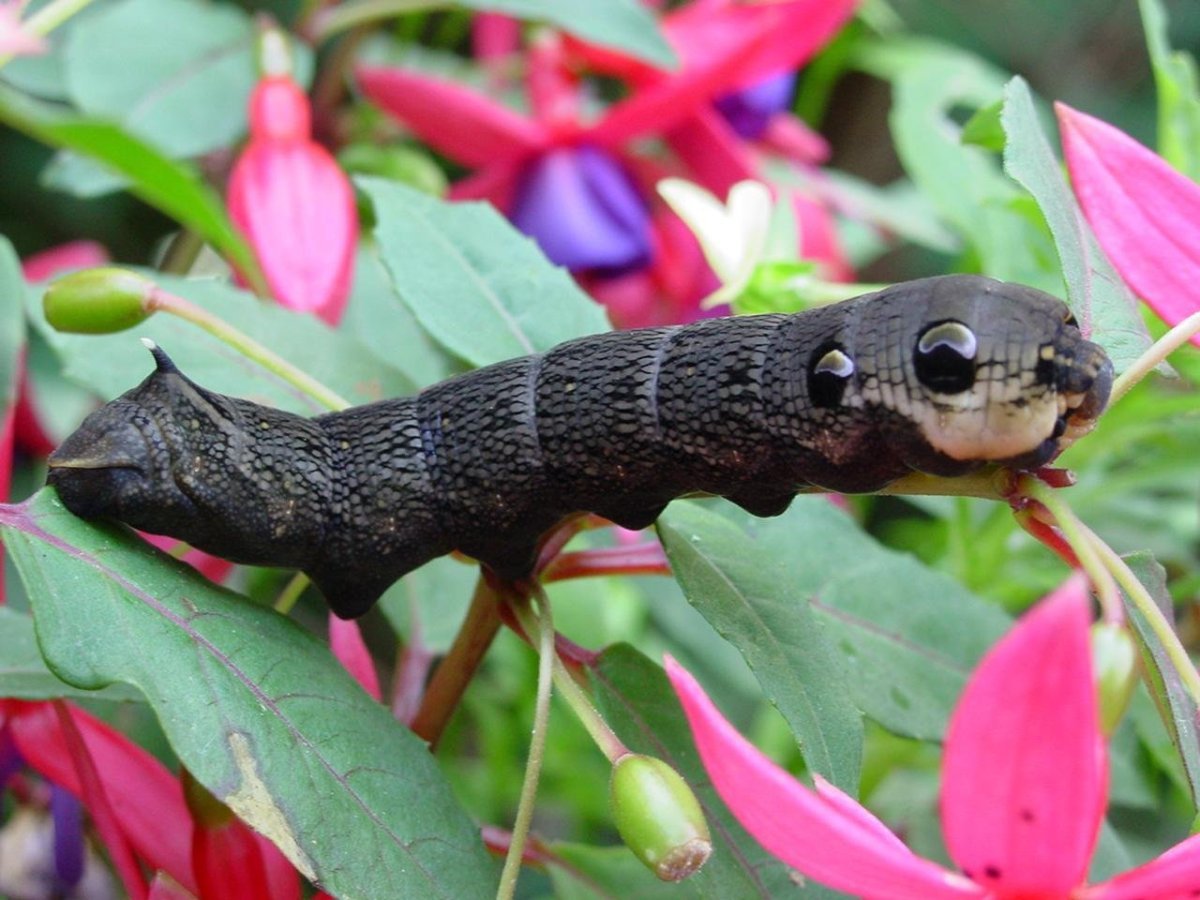 Глазчатый Бражник бабочка