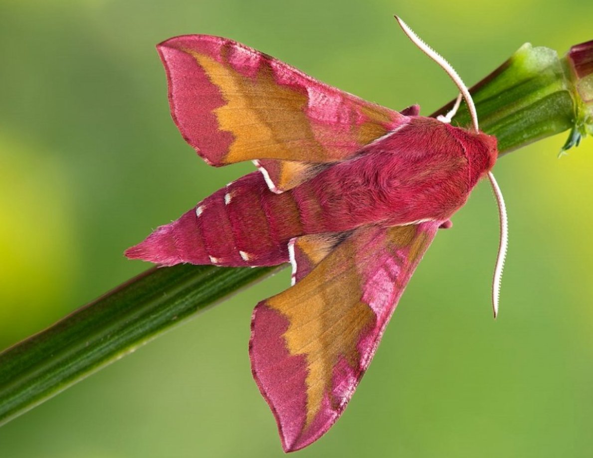 Мотылек винный Бражник