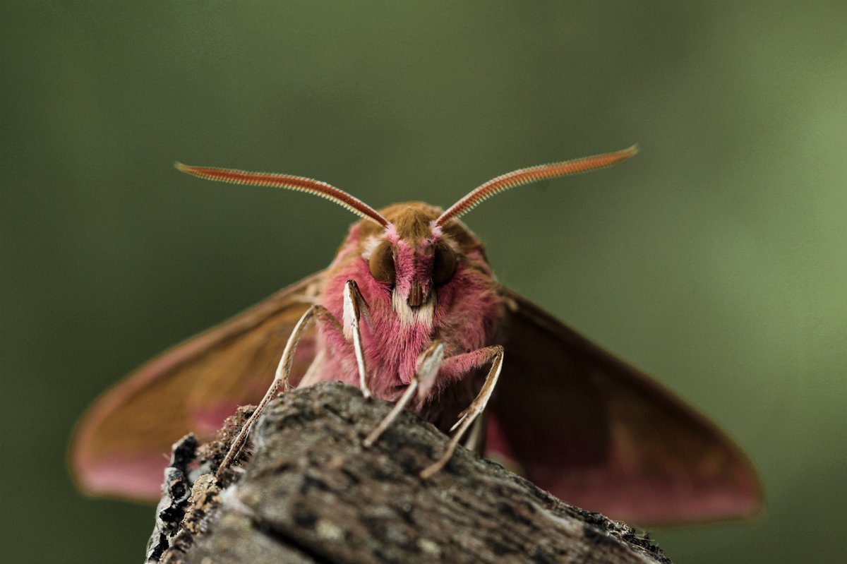 Гусеница БРАЖНИКА языкана