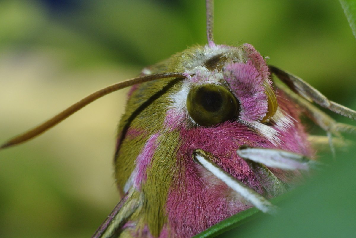 Мотылек винный Бражник