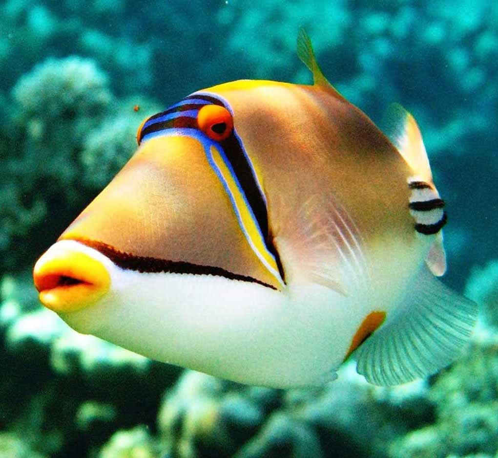 Мандаринка дракончик