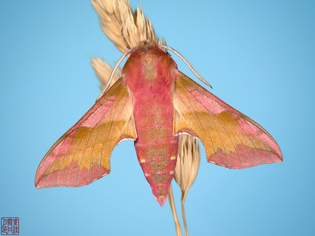 Бабочка зависает в воздухе