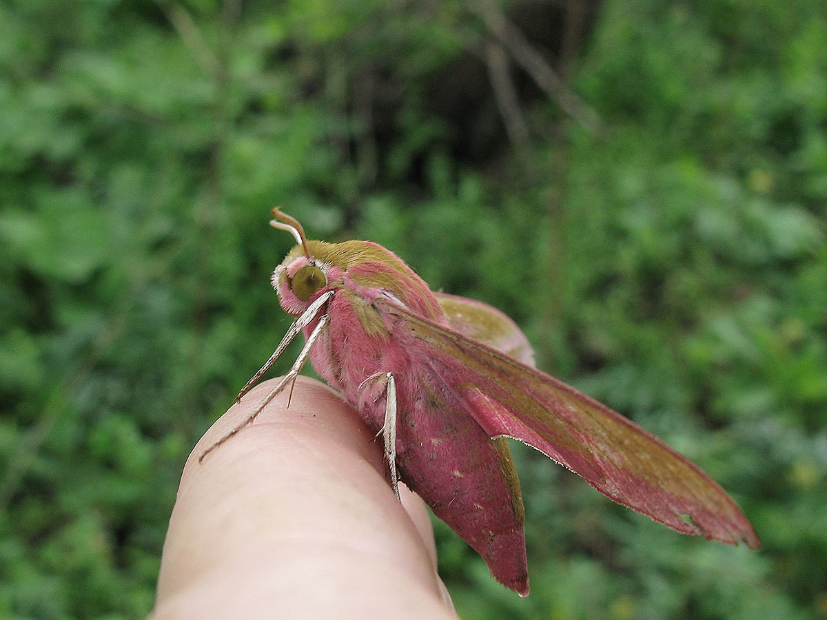Бражник винный гусеница и бабочка