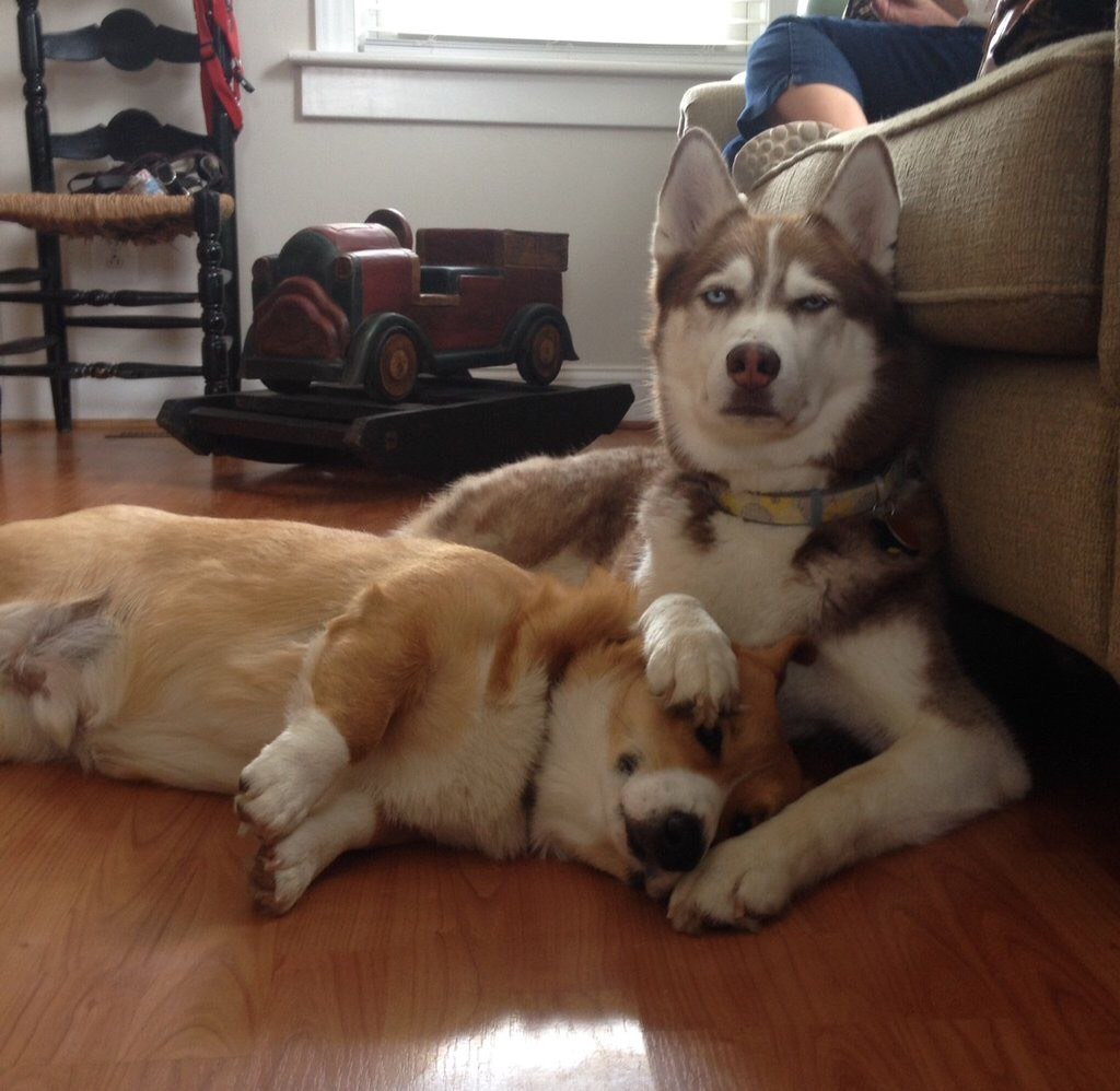 Собака корги и хаски