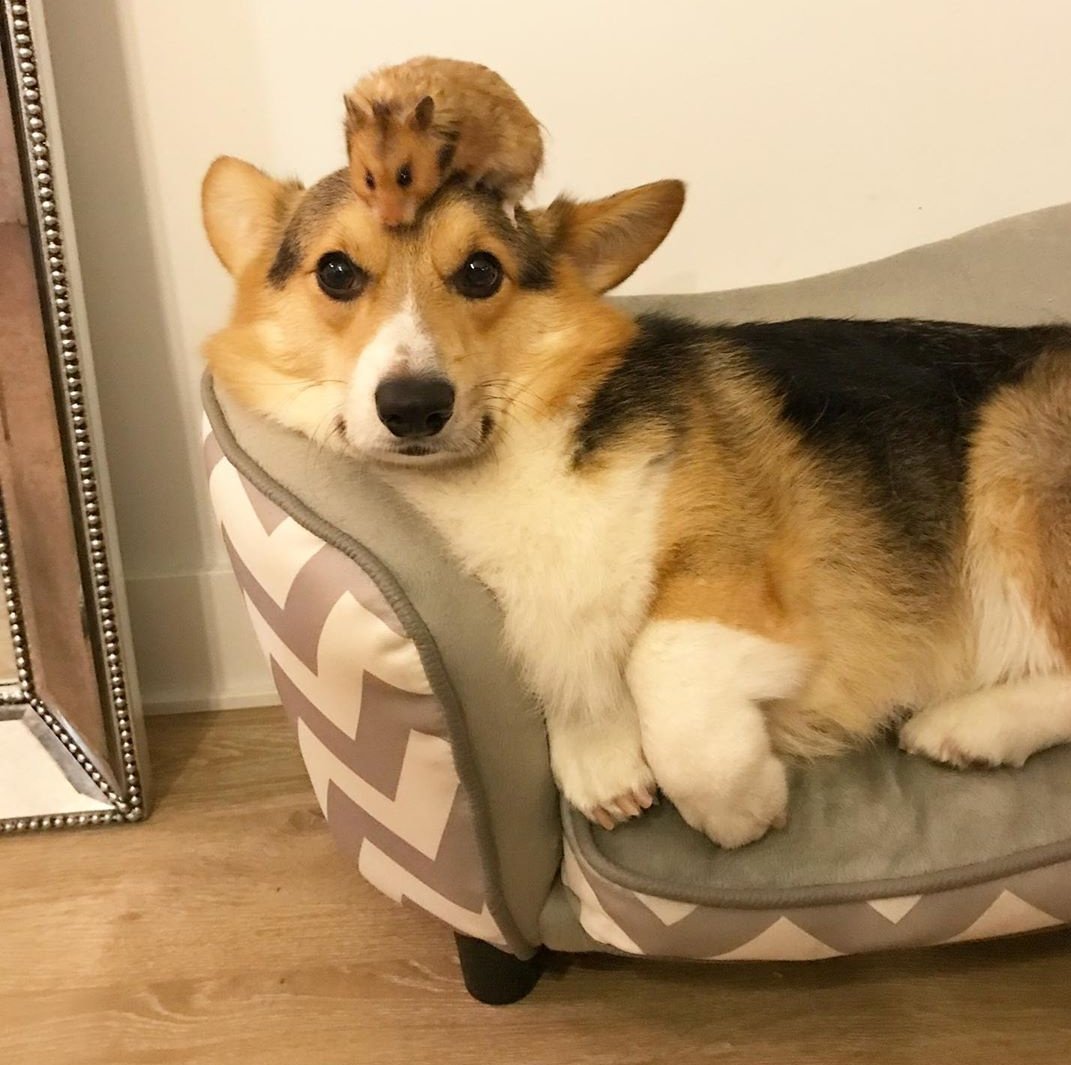 Вельш корги пемброк сзади