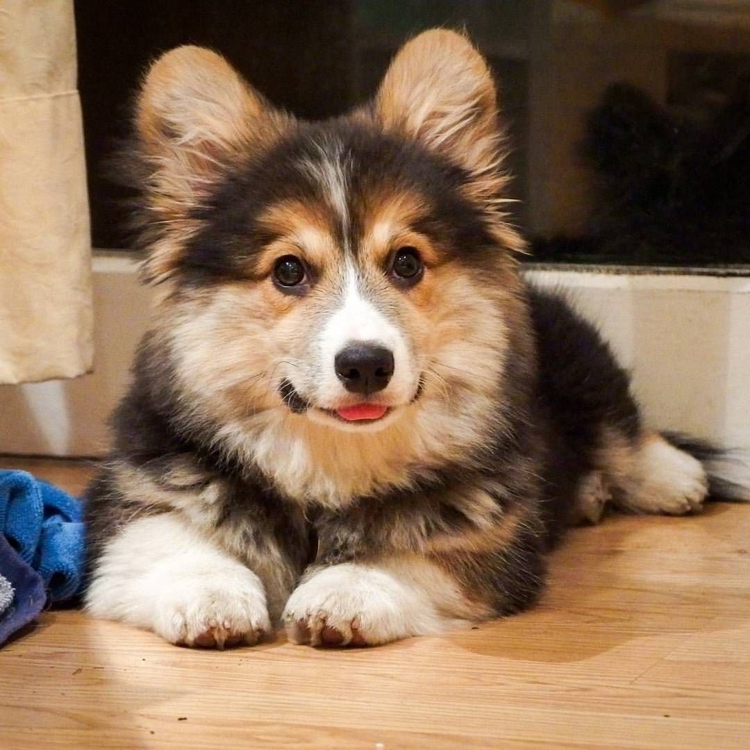 Метис корги и хаски