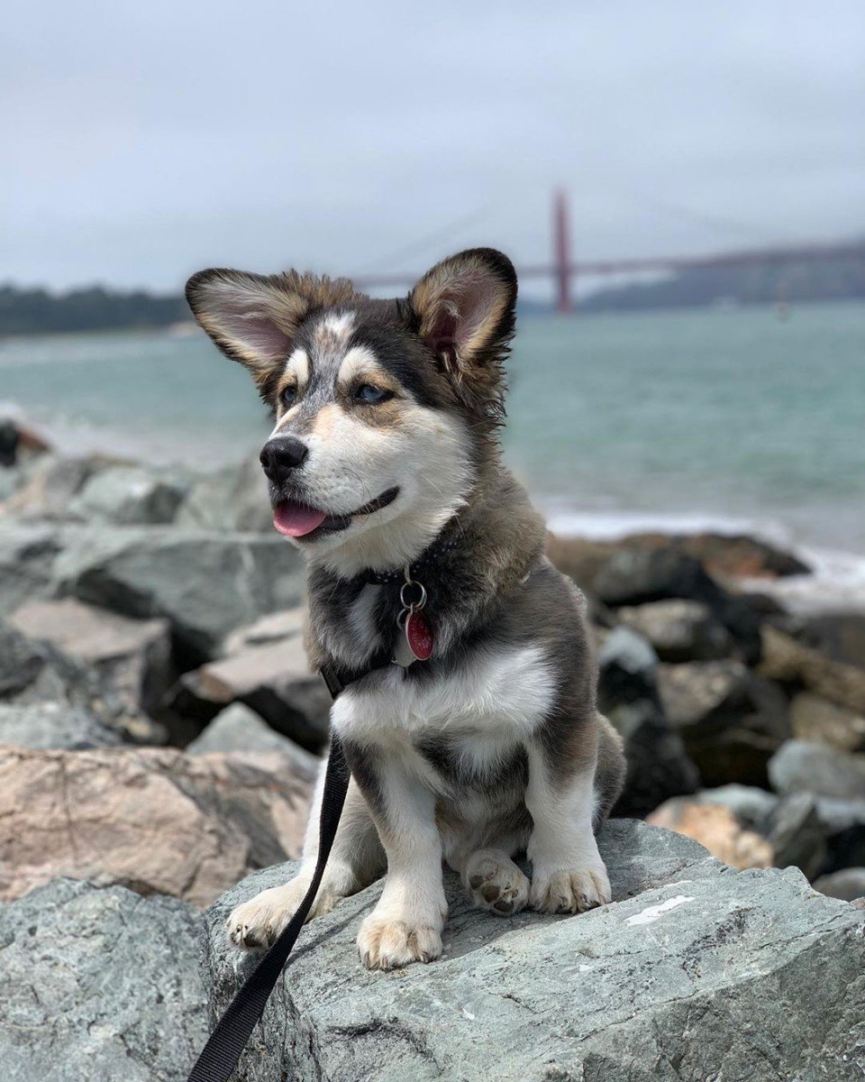 Метис корги и хаски