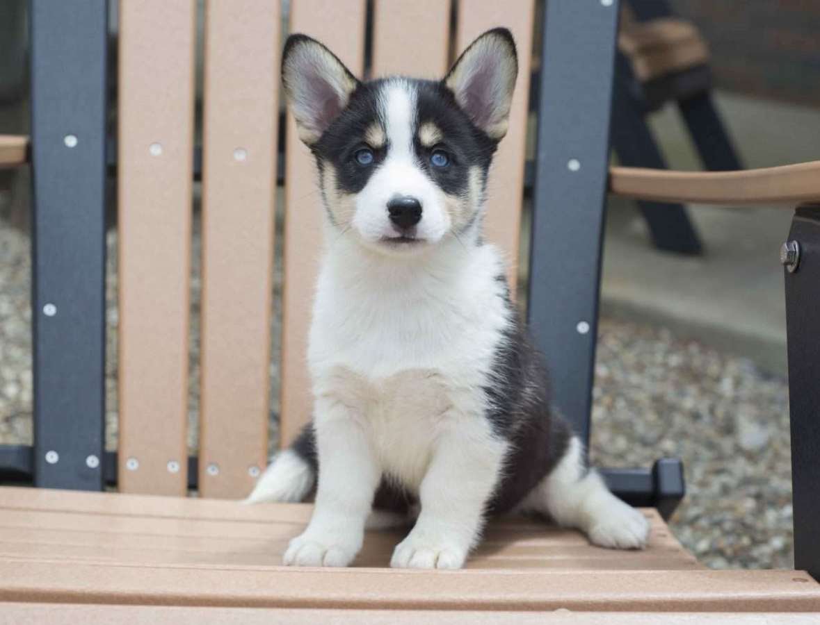 Корги и хаски