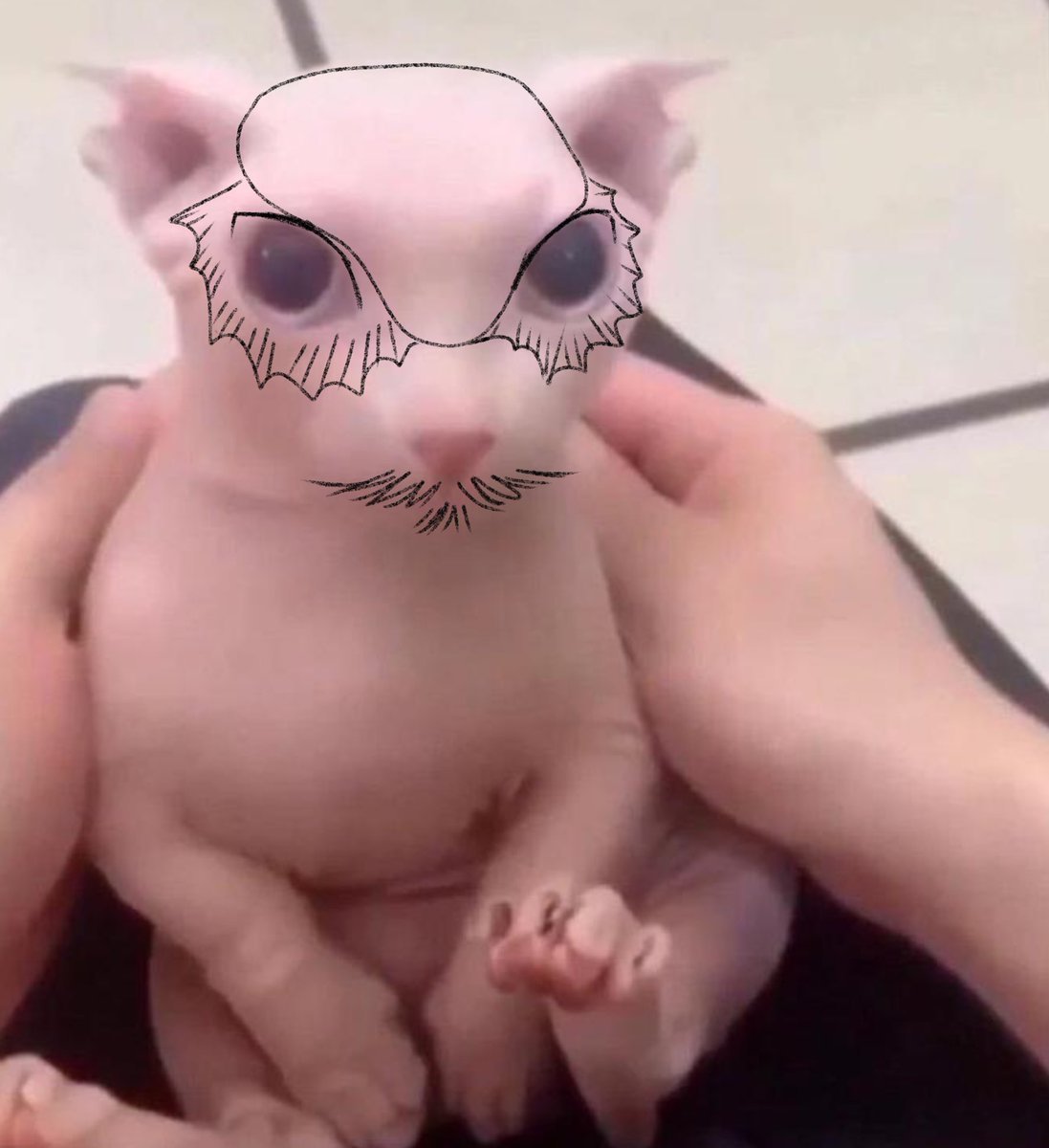 Шляпки для котов