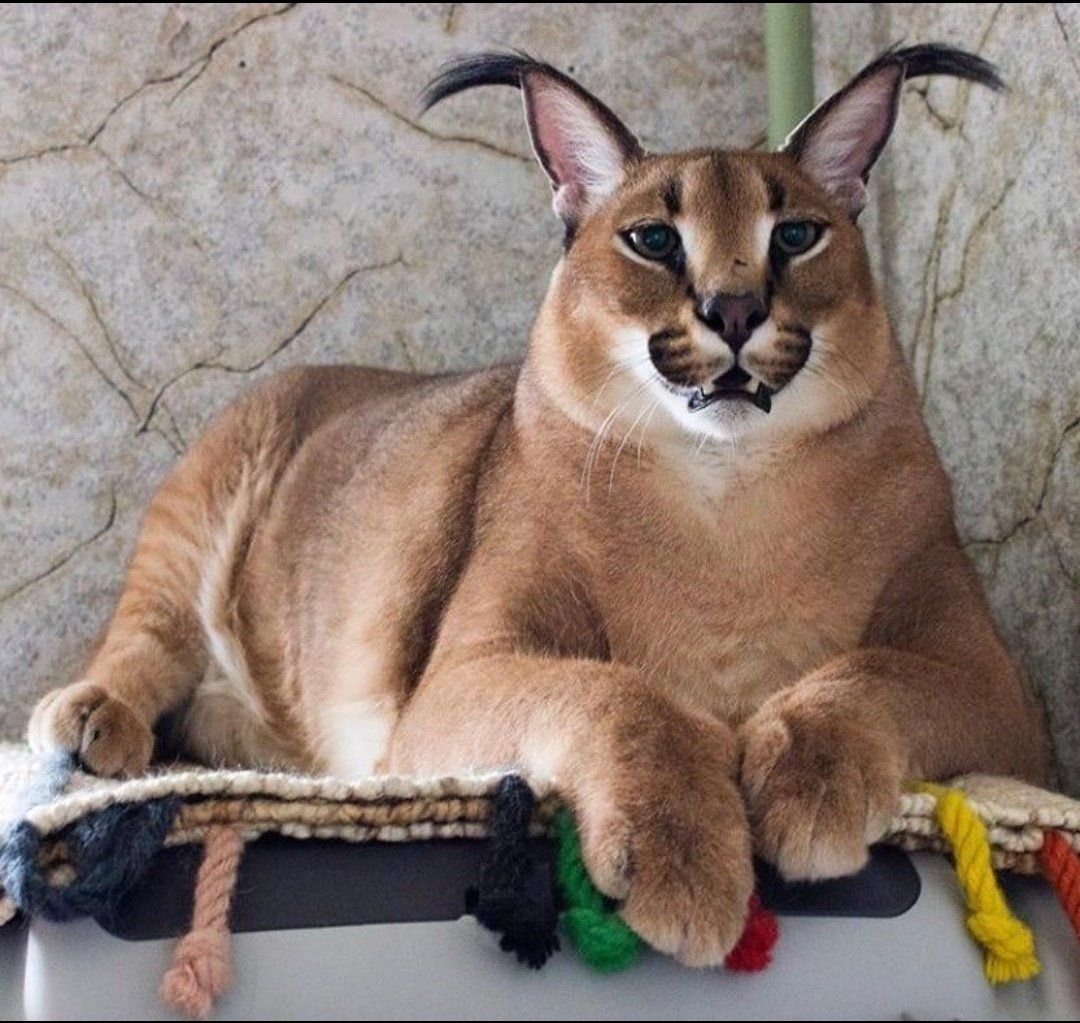 Шлёпа русский кот каракал