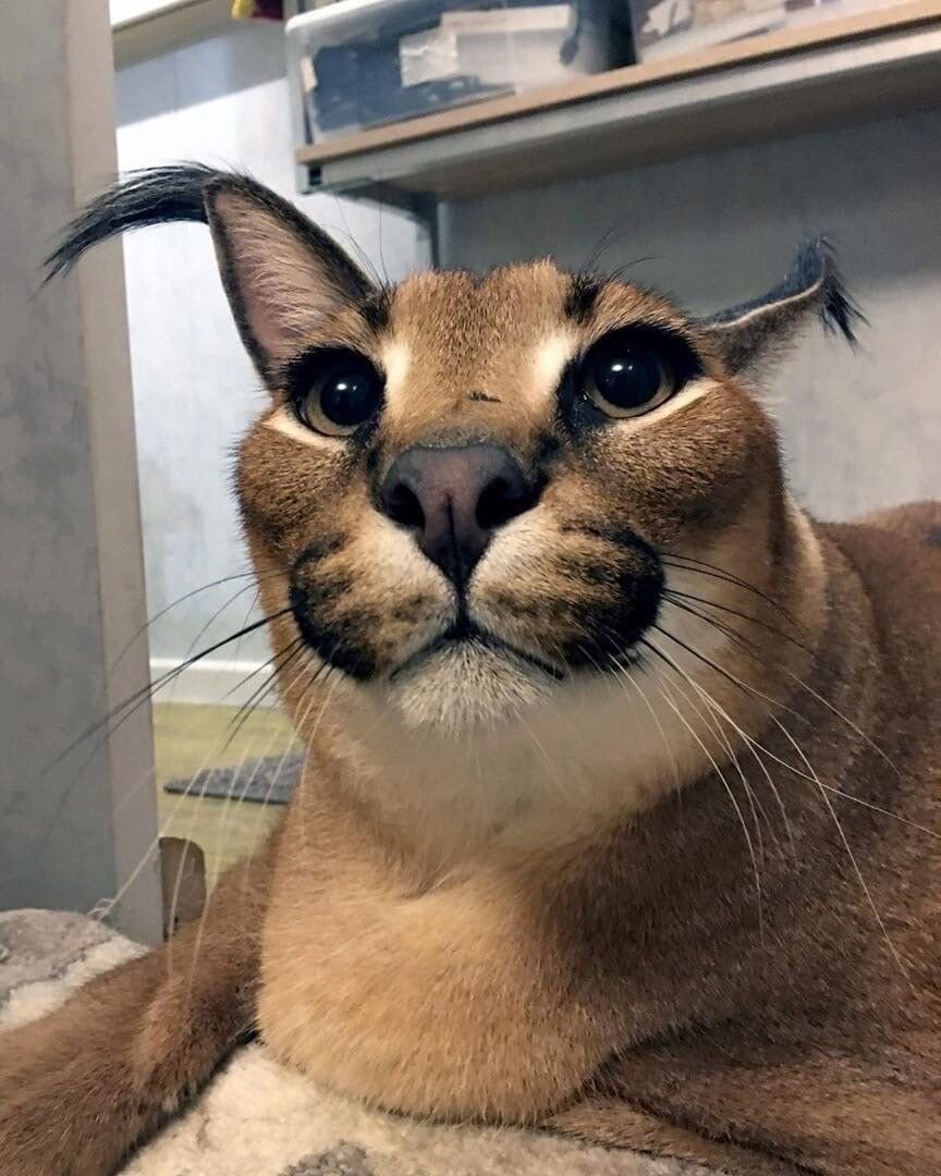 Шлёпа кот с пельменем