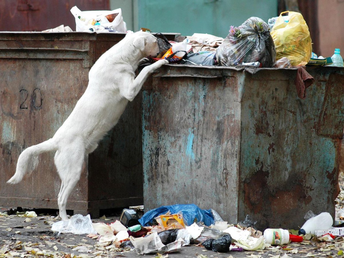 Японские уличные коты