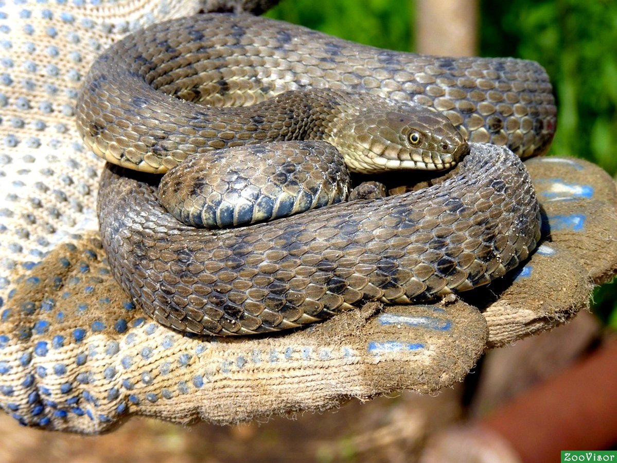 Желтый полоз в Ростовской области