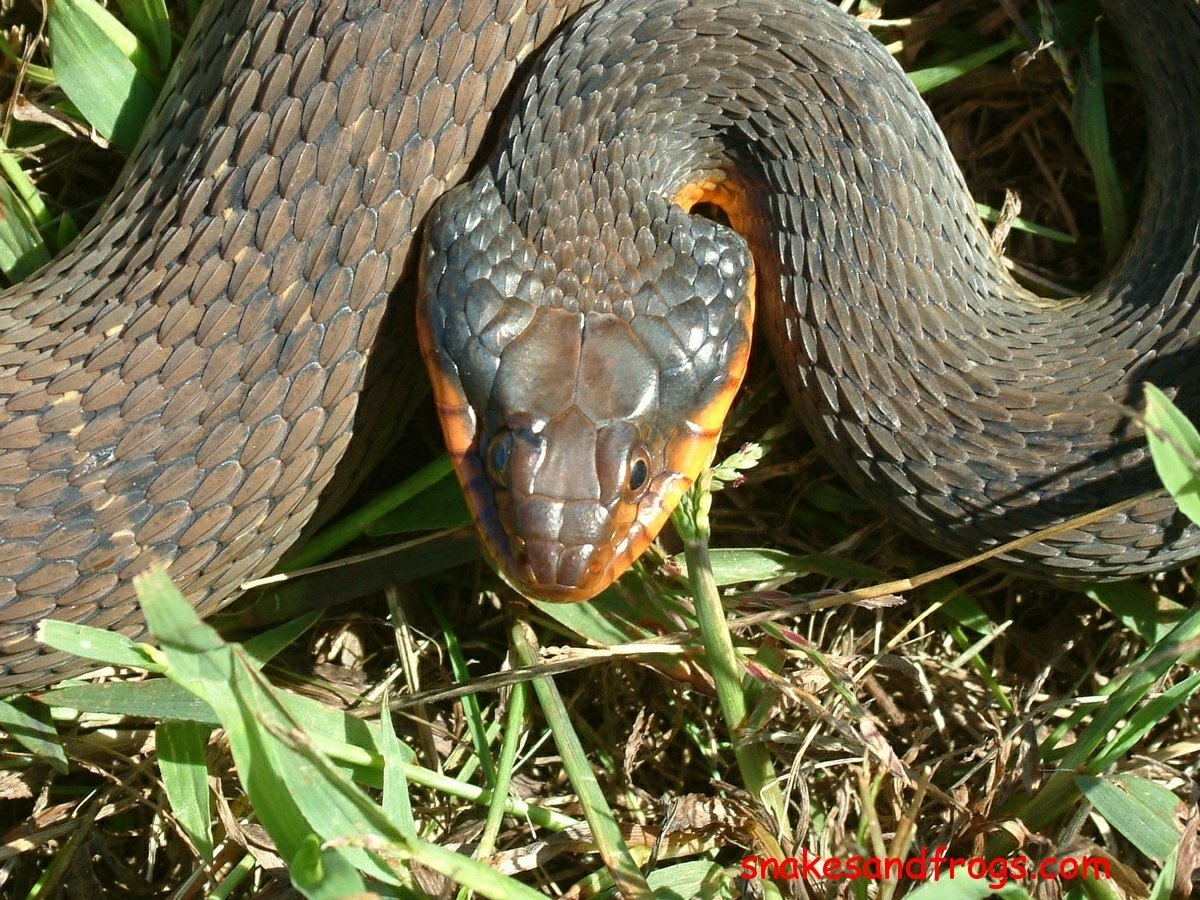 Маисовый узорчатый полоз