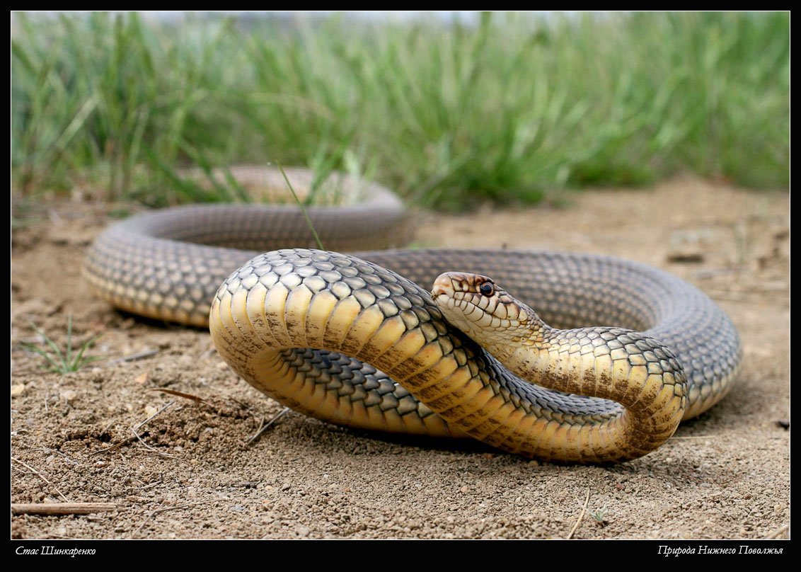 Змея горлянка