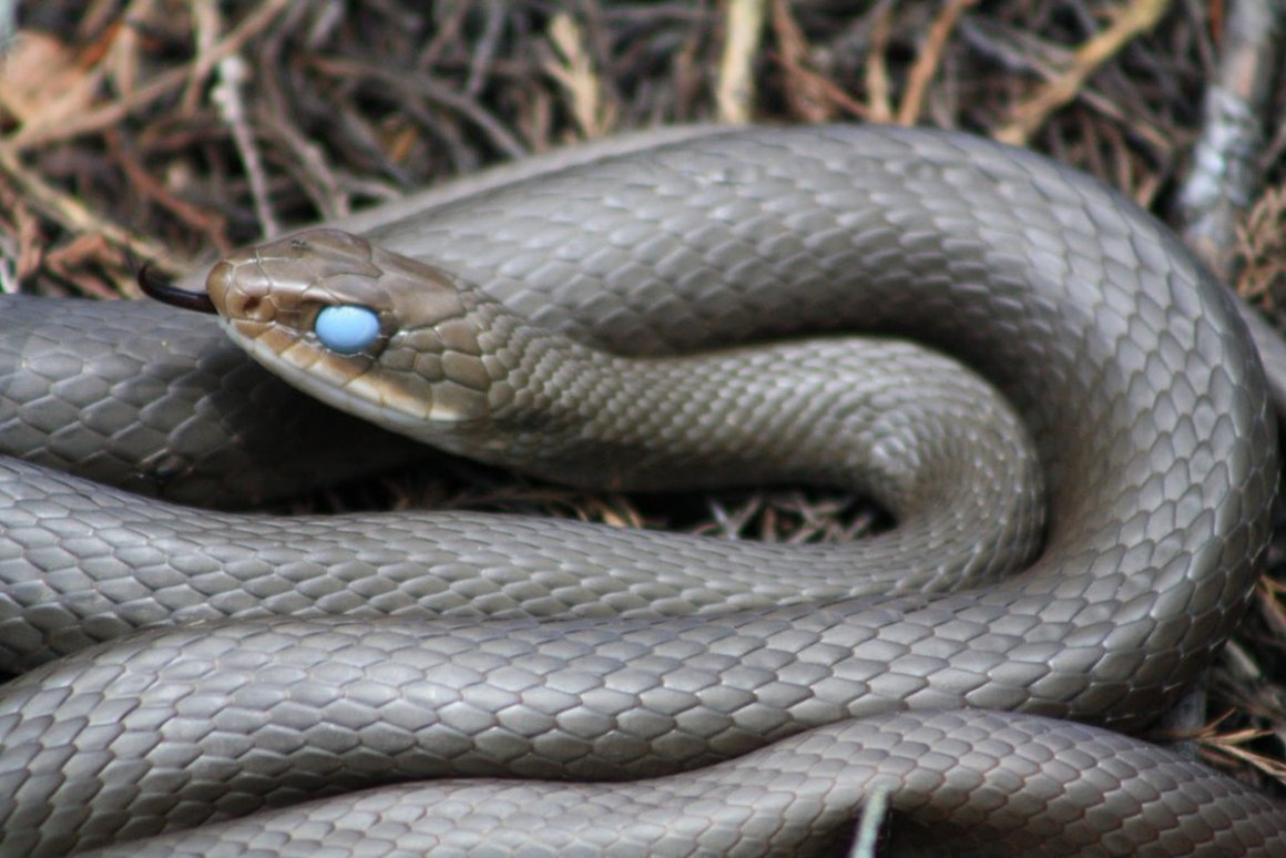 Обыкновенная медянка