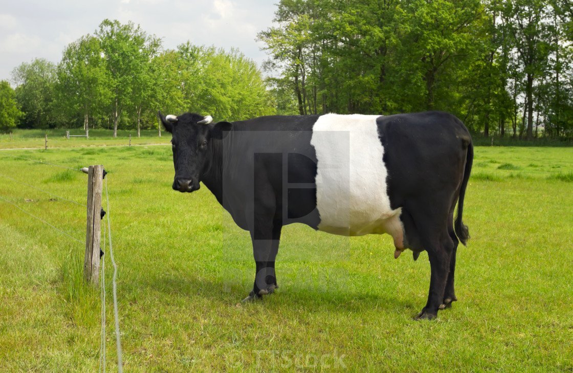 Опоясанные коровы Галлоуэй (Belted Galloway Cows)