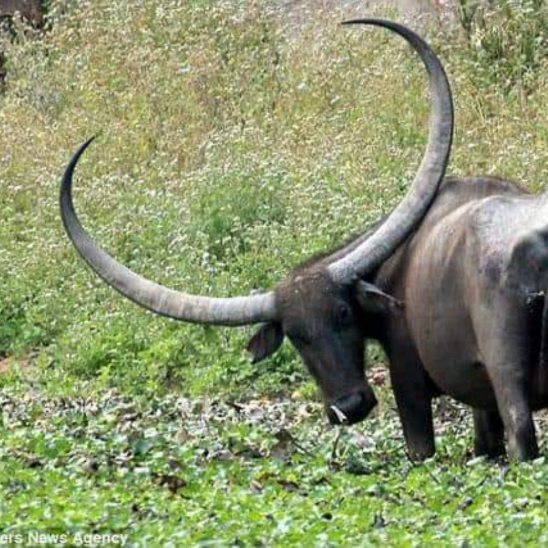 Буйвол Тамарау