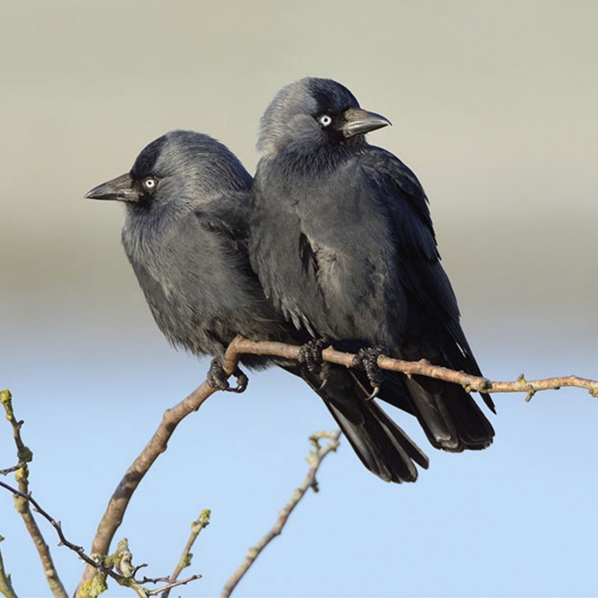 Ворон ворона Галка Грач