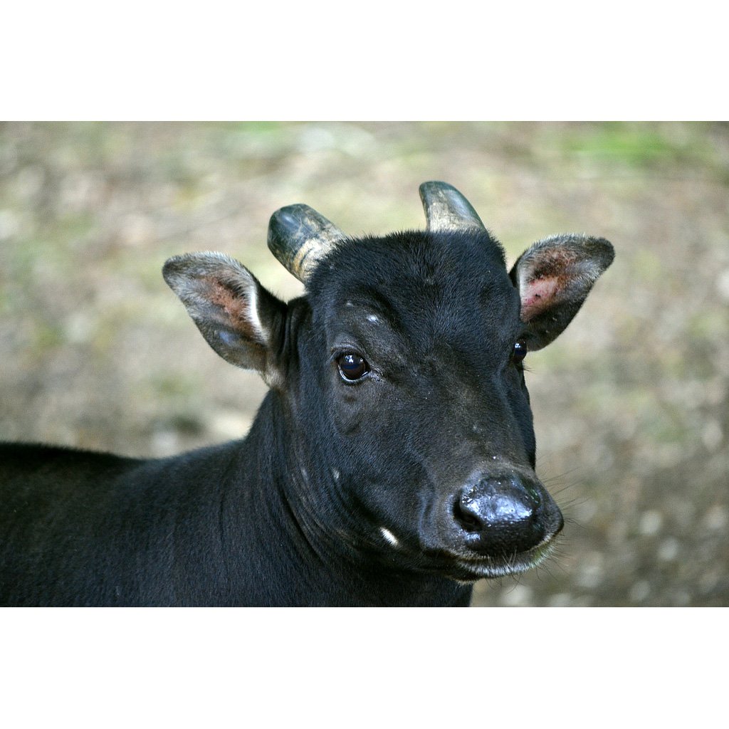 Buffel Kaas буйвол