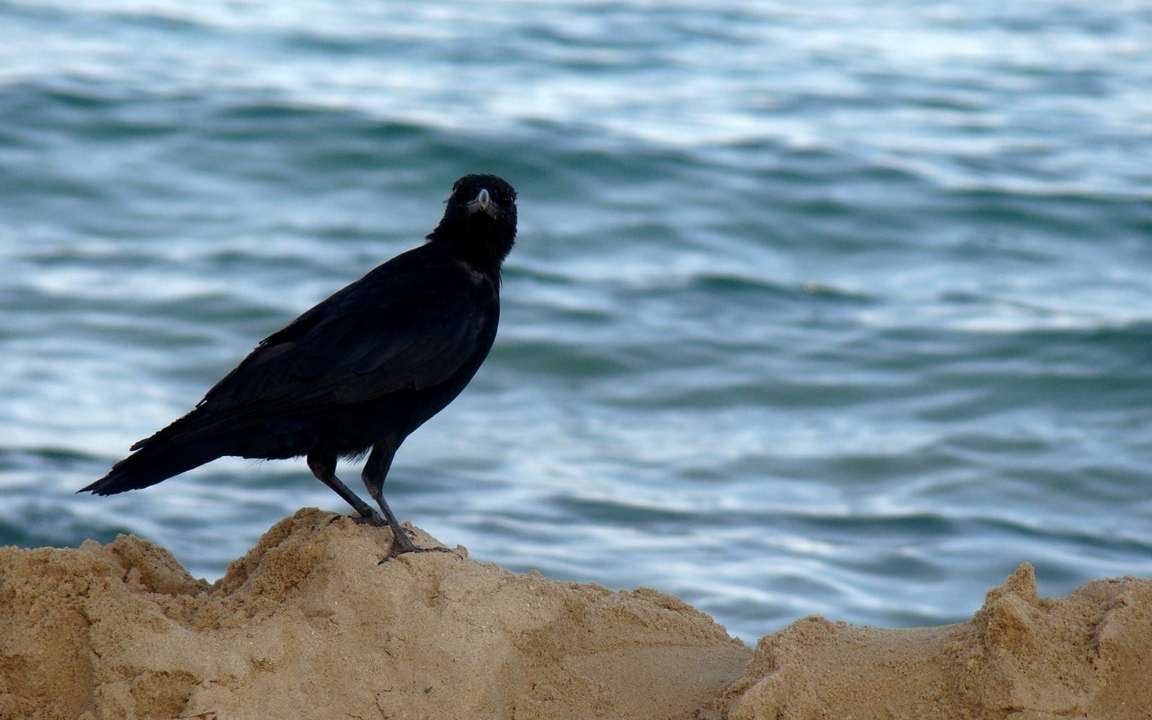 Ворон ворону глаз не выклюет картинки