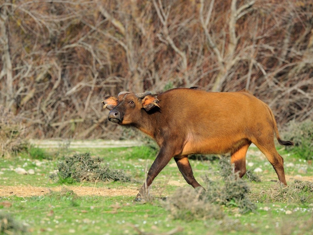 Кентус карликовый буйвол