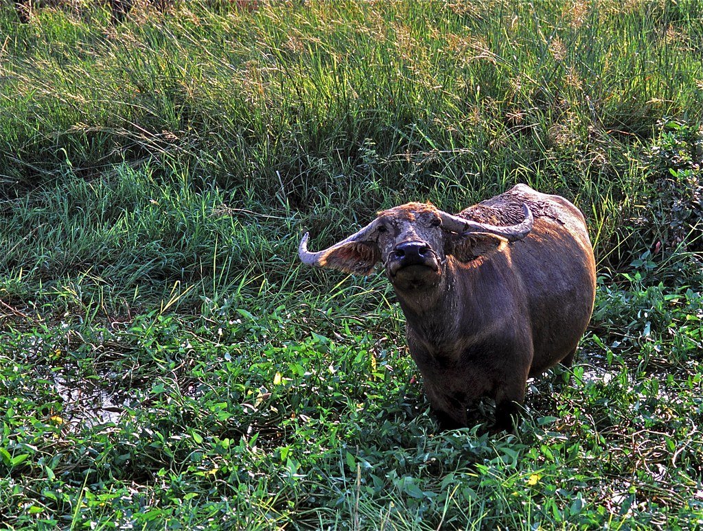 Карликовый буйвол Тамарау
