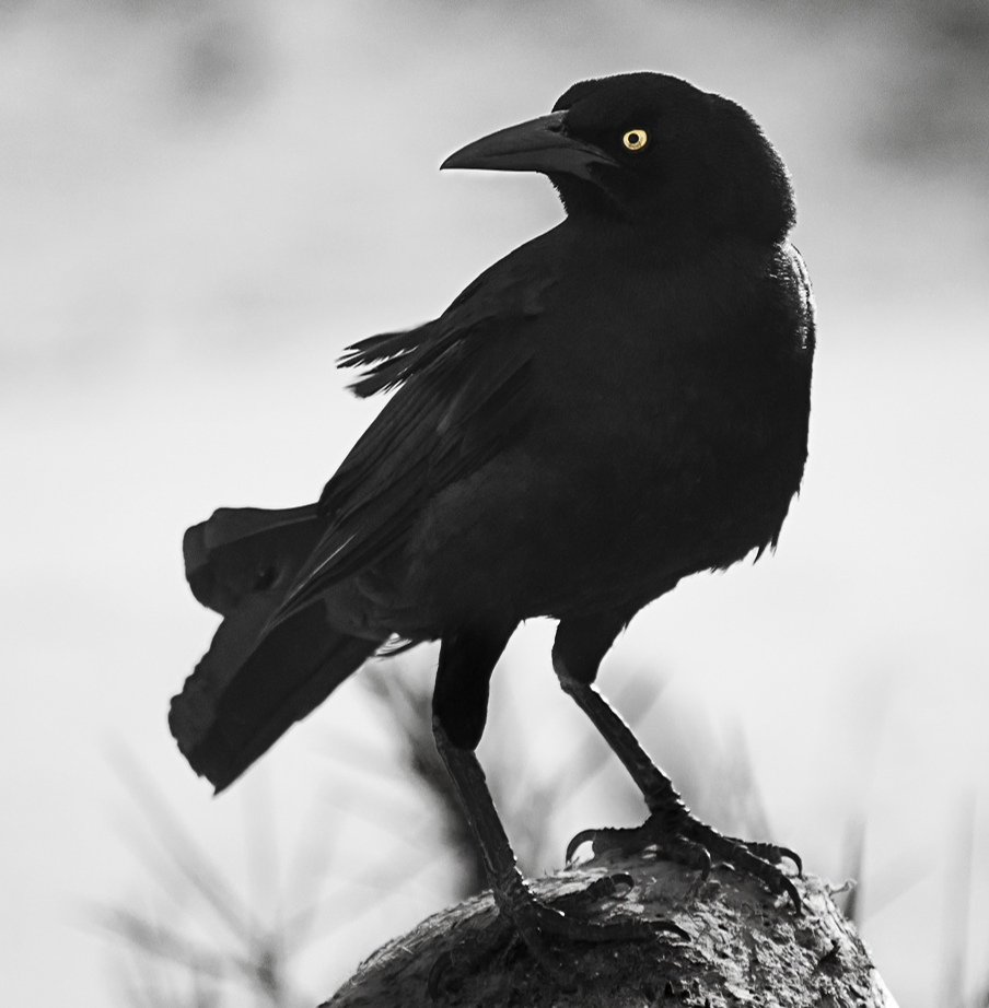 Забавные вороны