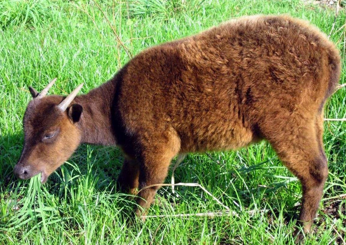 Аноа карликовый буйвол