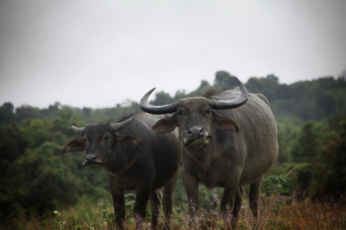 Карликовый Лесной буйвол