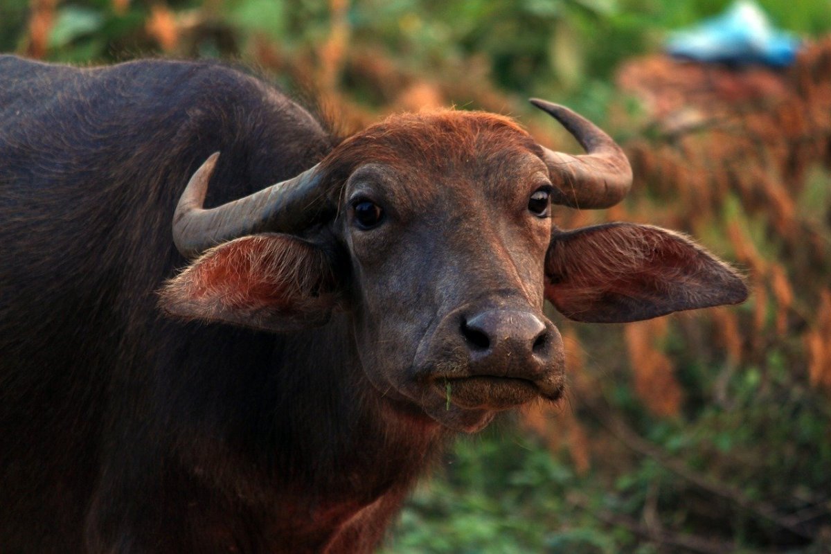 Буйвол лилипут 4