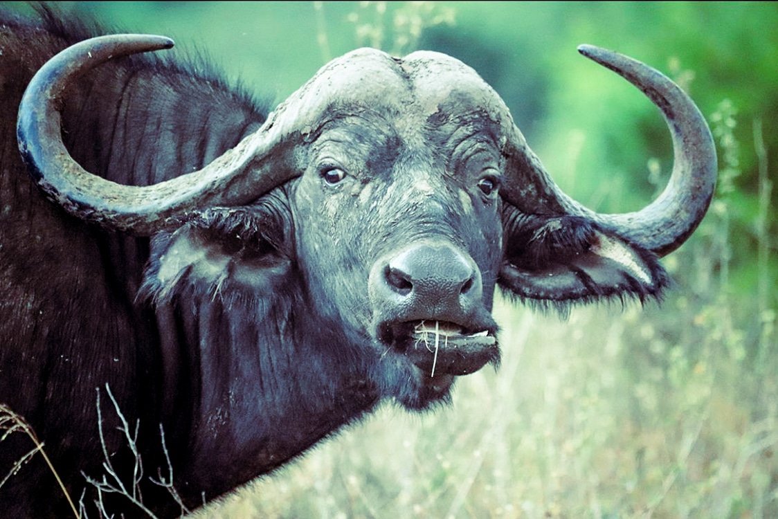 Карликовый Лесной буйвол