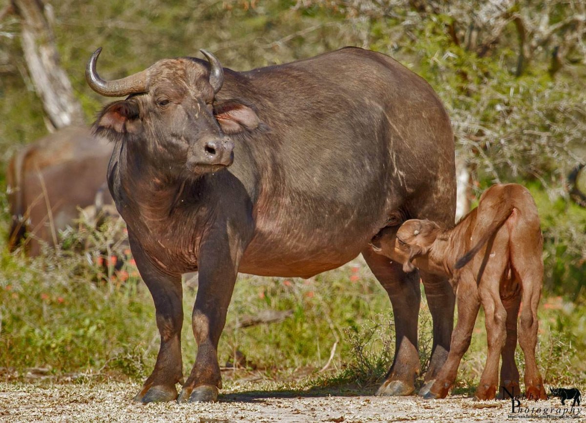 Кафрский буйвол
