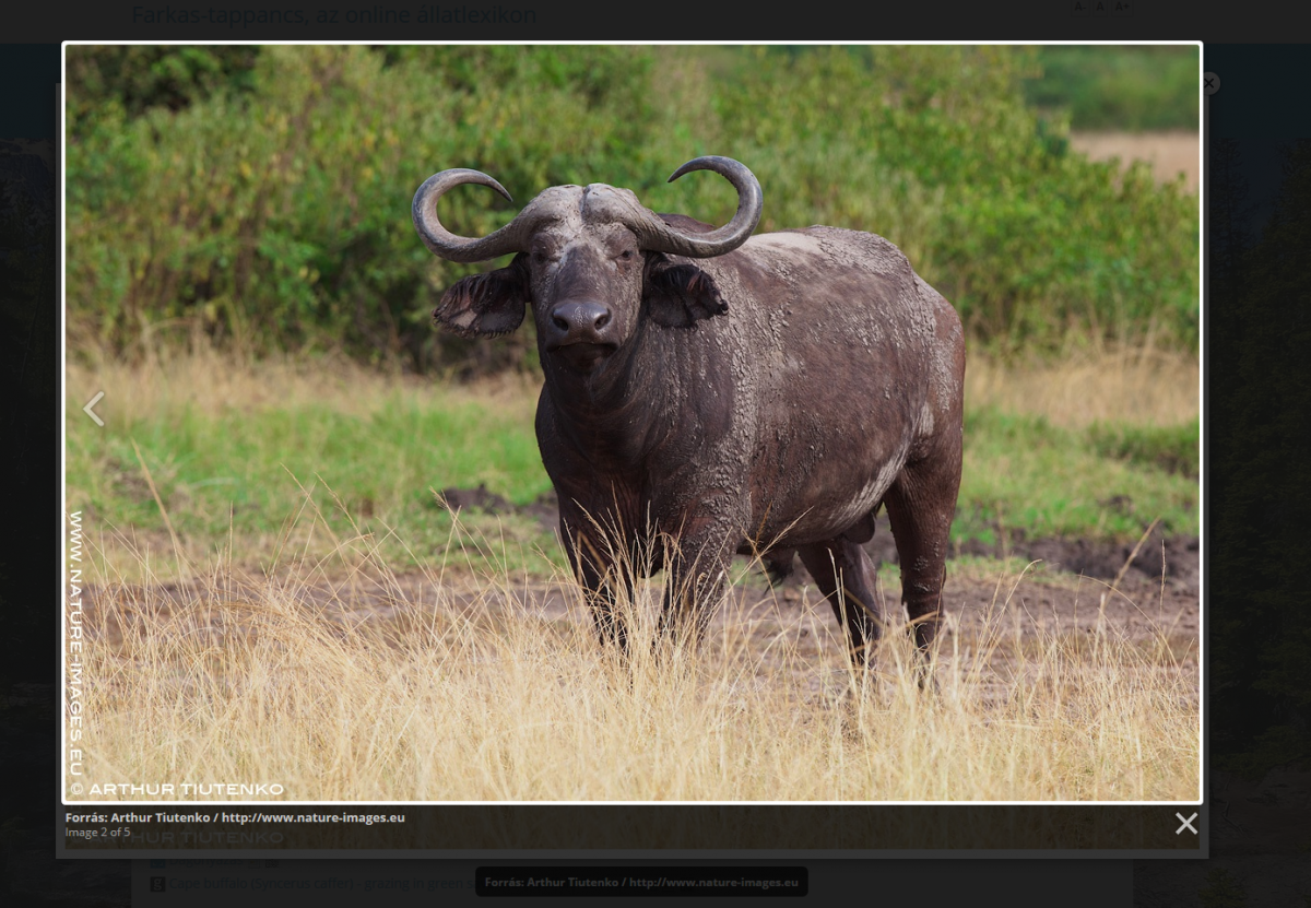 Аноа карликовый буйвол