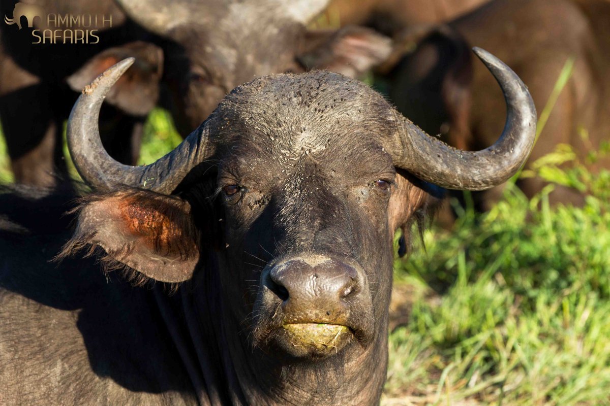 Животное аноа