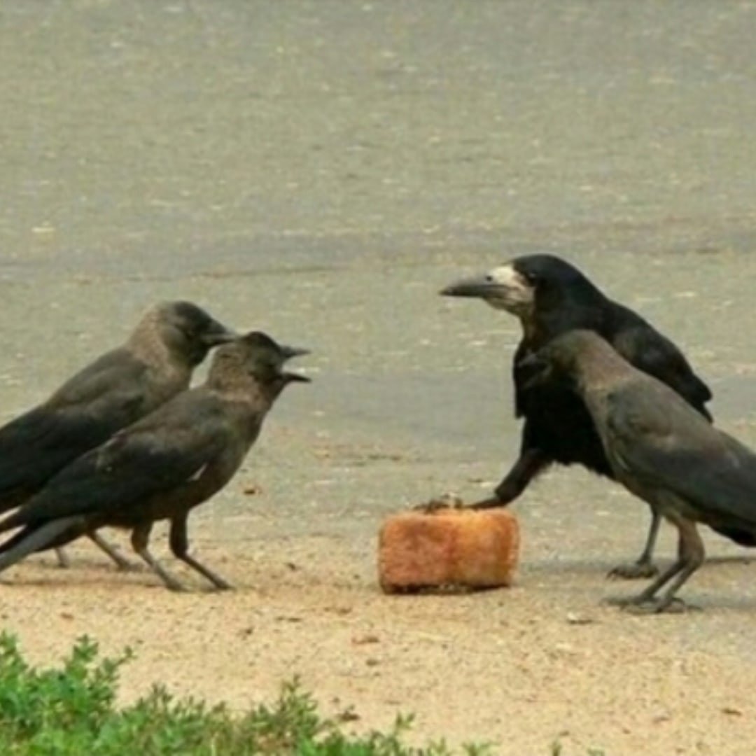 Ворона самец и самка