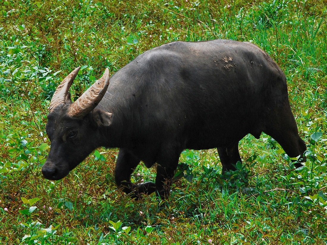 "Water Buffalo - navahо"