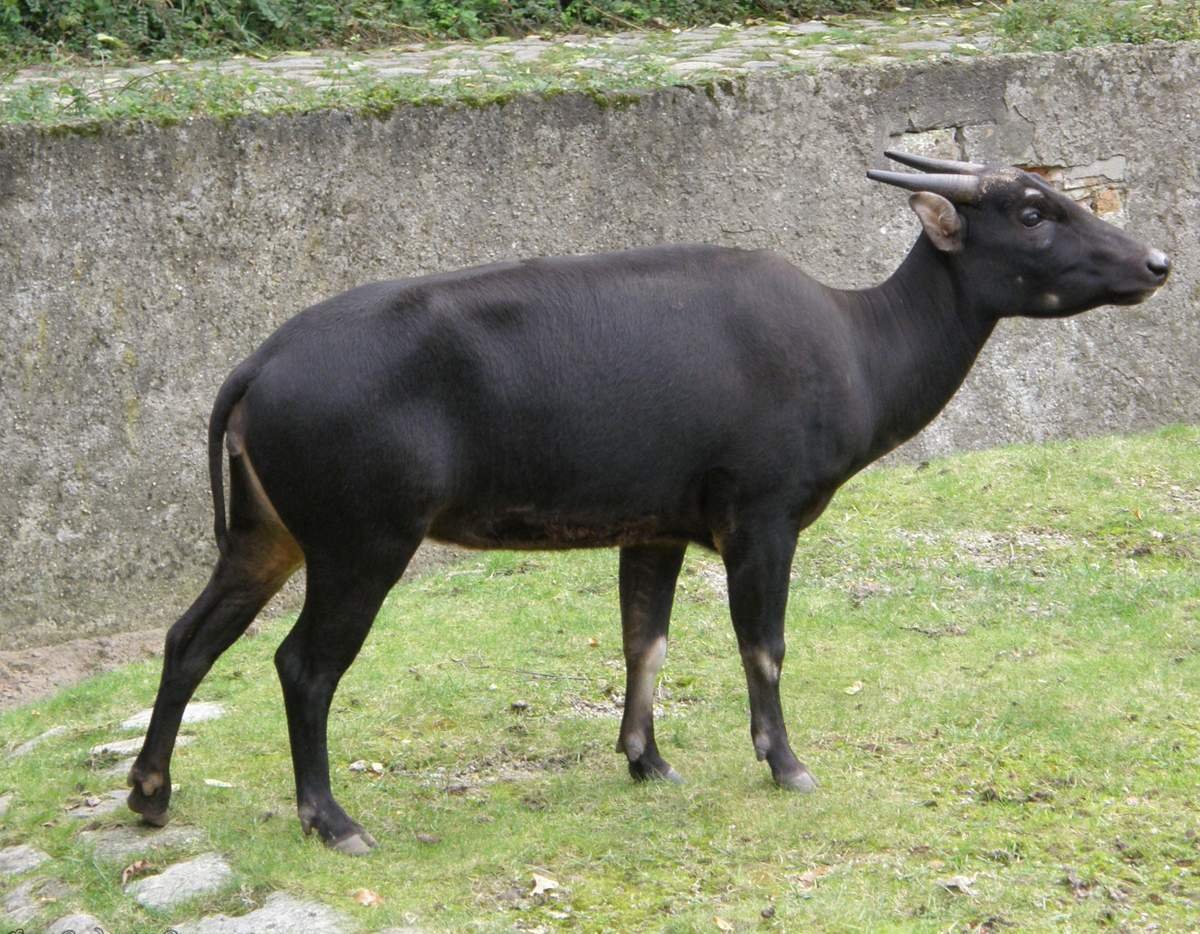 Африканский буйвол ареал