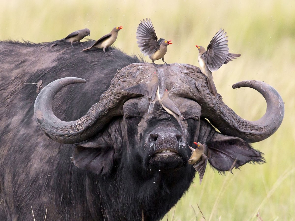 Буйвол лилипут
