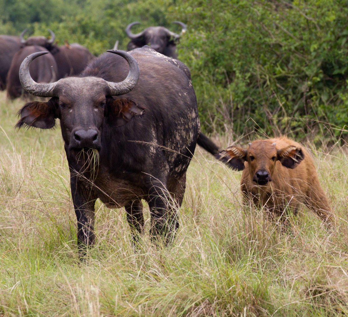 Зеленые Буйволы