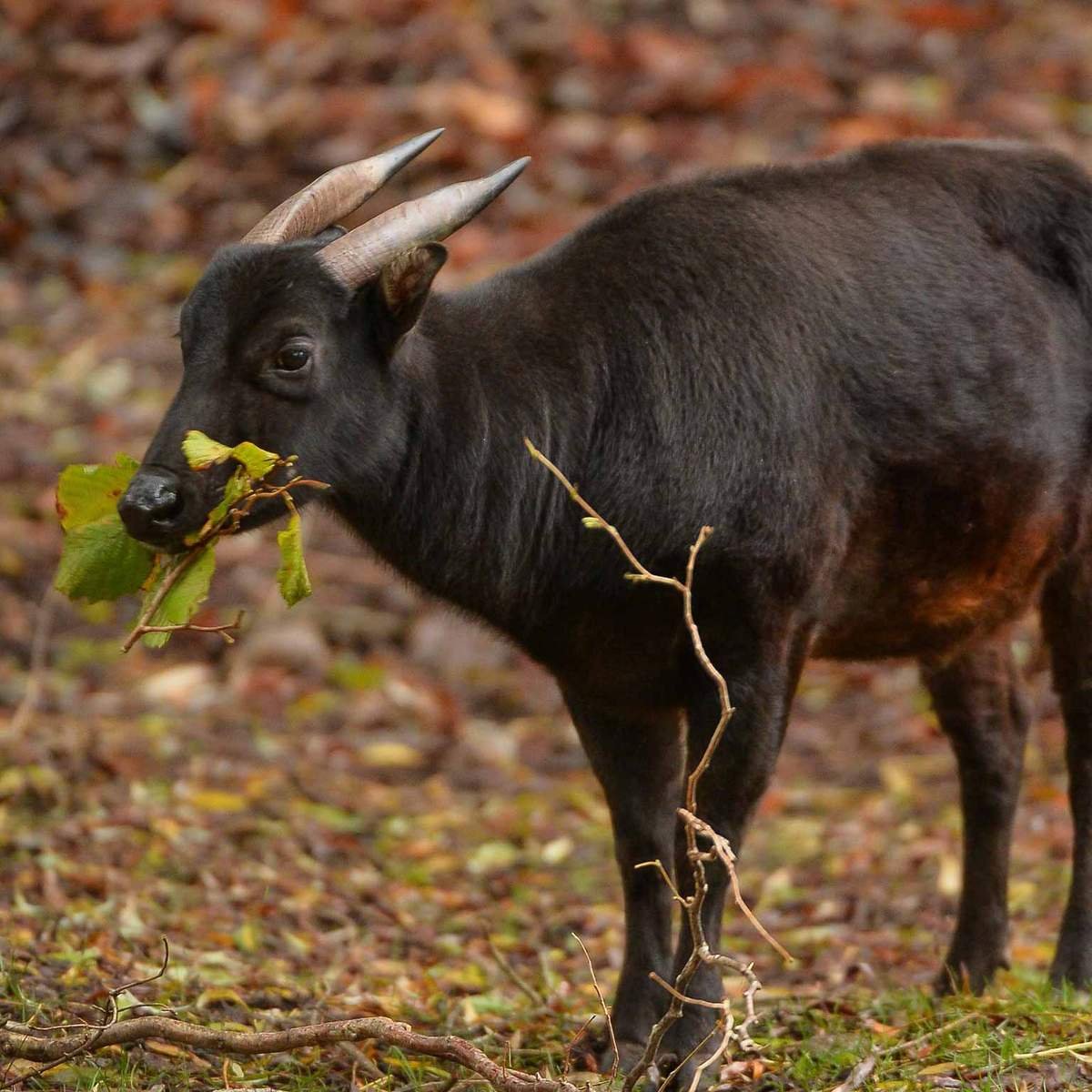 Карликовый бык аноа