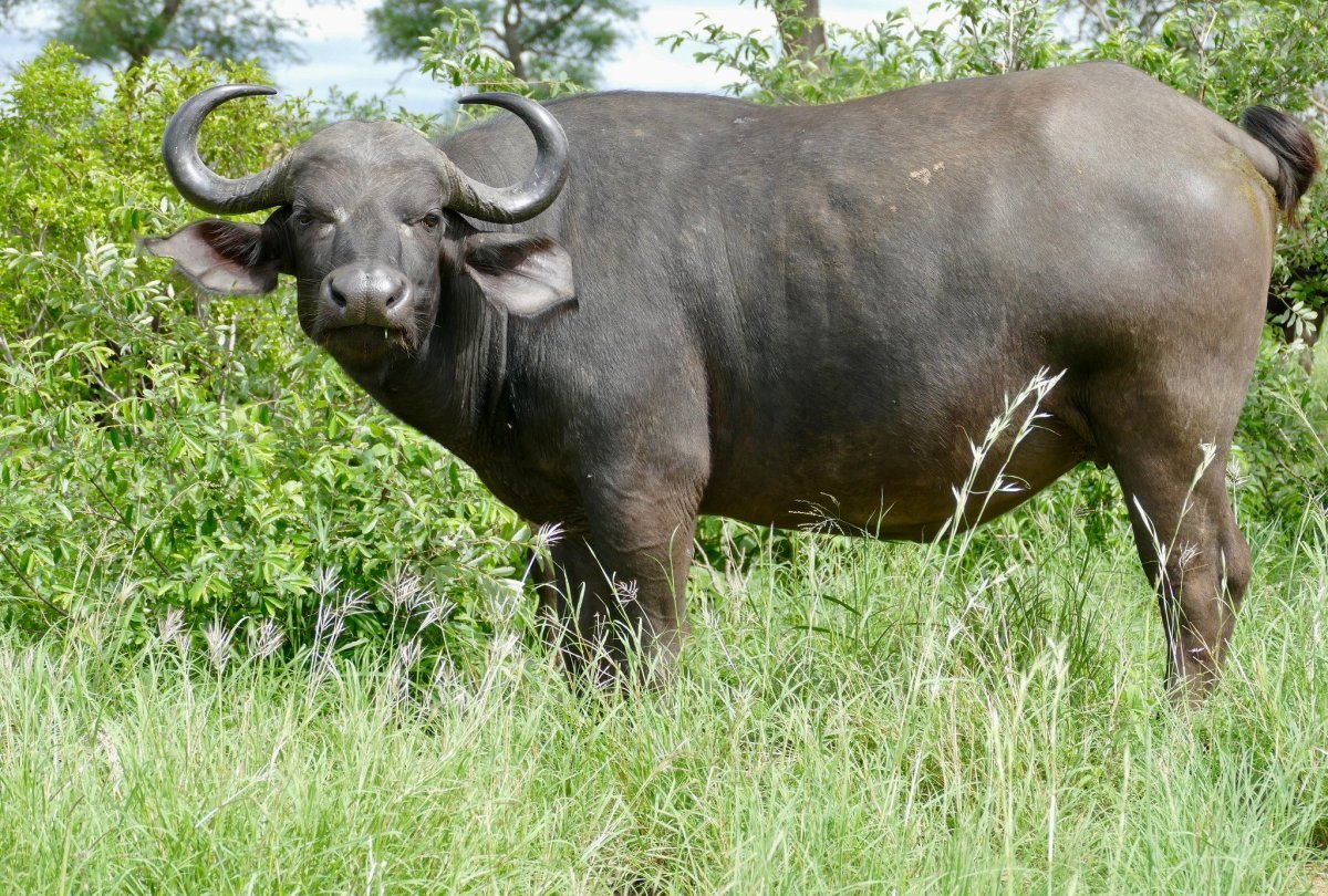 Буйвол с острова Сулавеси