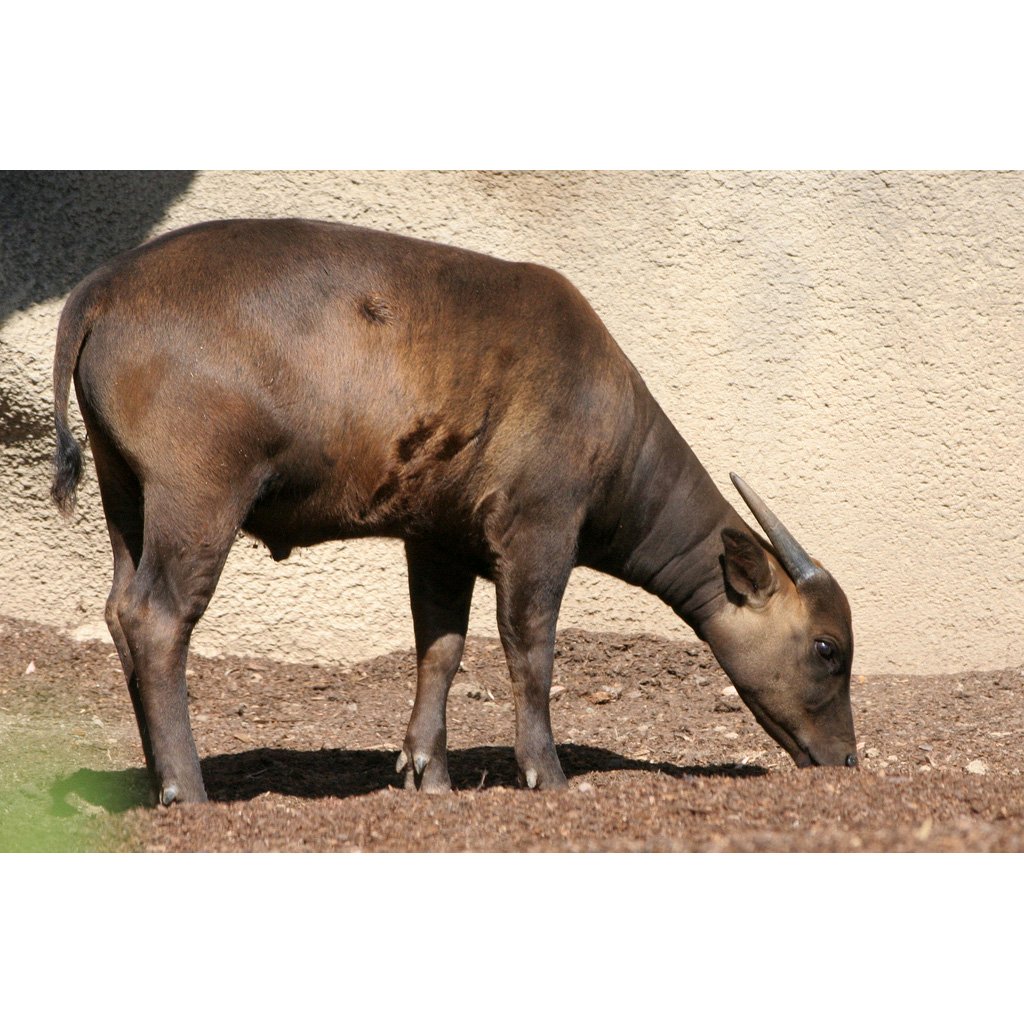 Кентусы Буйволы