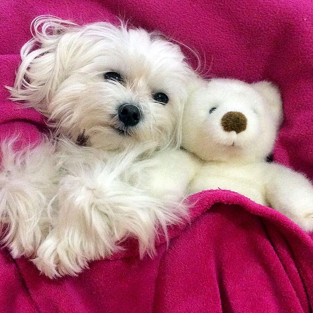 Мальтийская болонка что нельзя есть картинка табличка