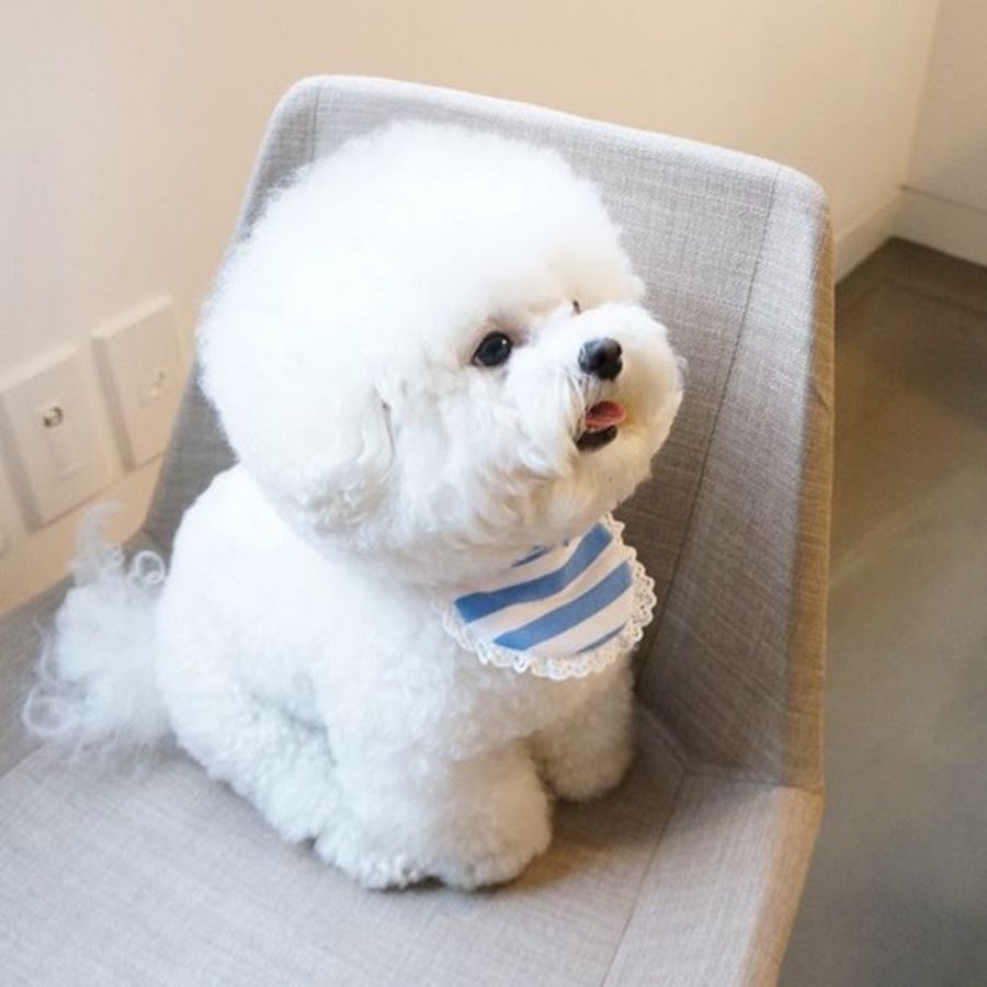 Бишон фризе щенки