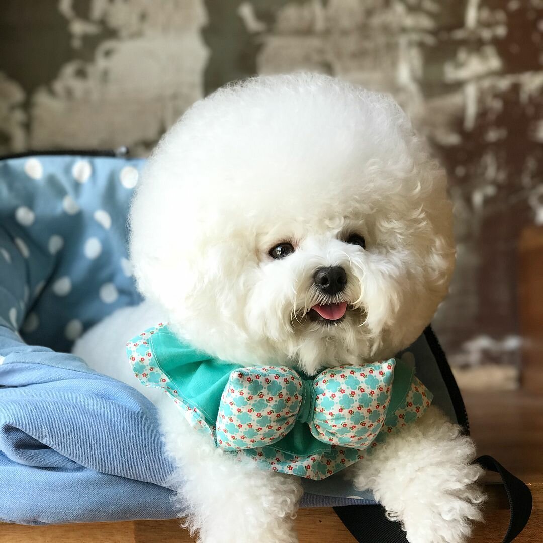 Бишон фризе