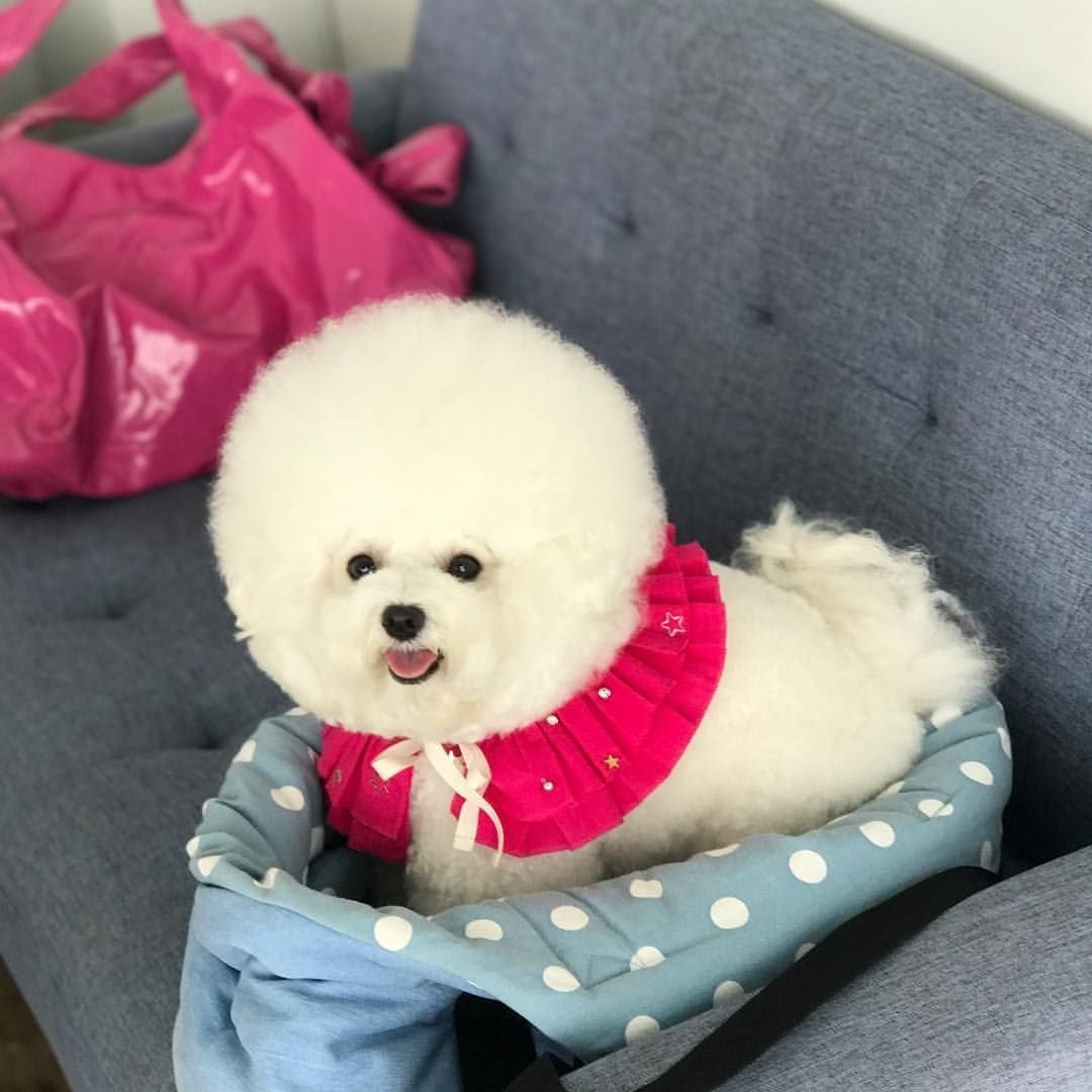 Собачка Бишон фризе