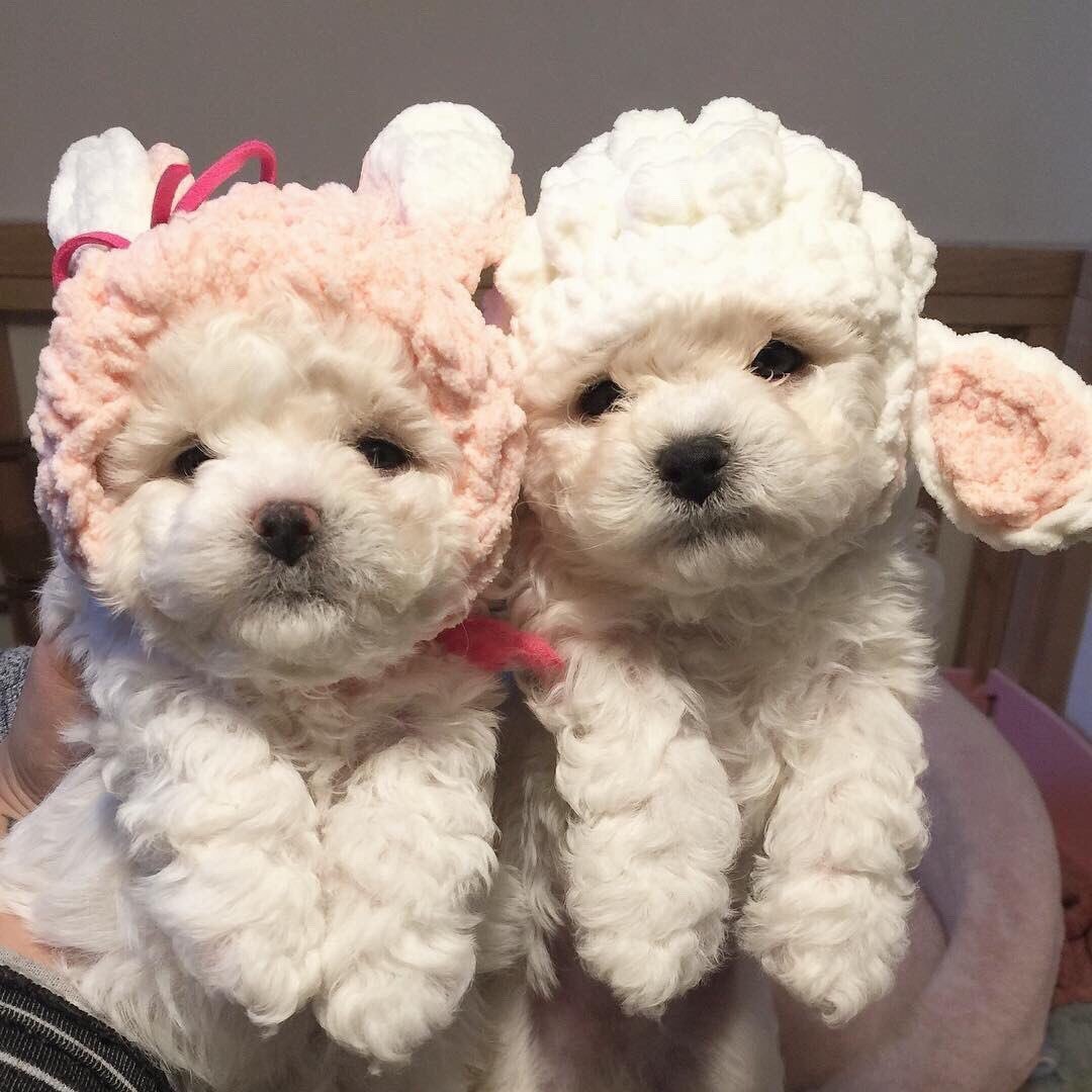 Флуф собака